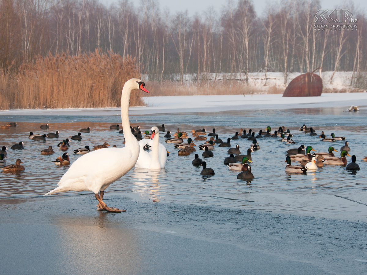 Lommelse Sahara - Zwaan en eenden Enkele foto's van de Lommelse Sahara na de eerste sneeuw van deze winter. De Sahara is een klein natuurgebied bestaande uit voormalige zandputten, vijvers, bossen en enkele zandduinen.  Stefan Cruysberghs